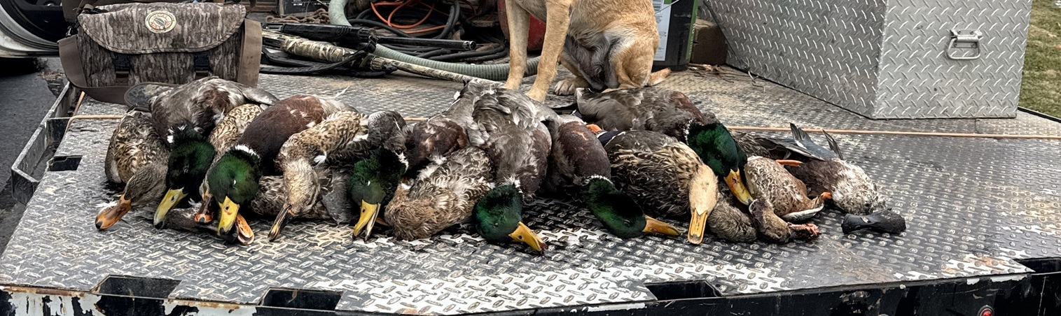 Duck stringer on flatbed truck with yellow lab 2023-24 Duck Season Arkansas.