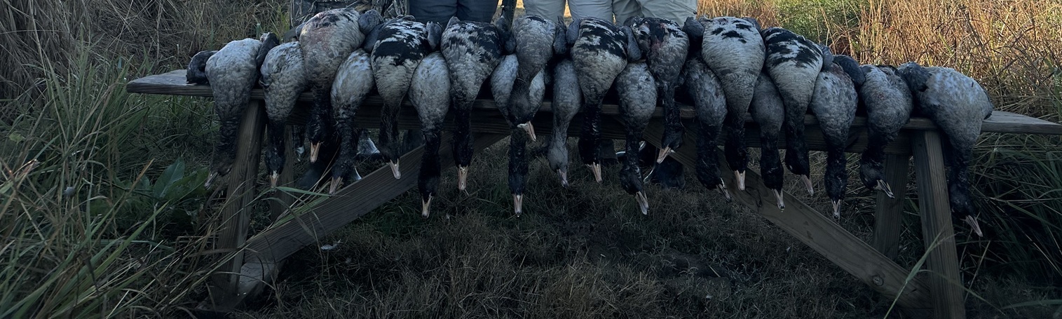 Specklebellies bagged in Stuttgart, AR Nov. 2024.