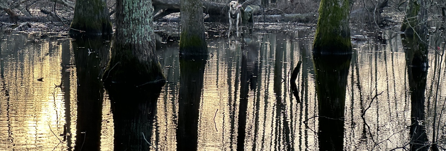 Timber hunt with yellow lab Arkansas 23-24 duck season.