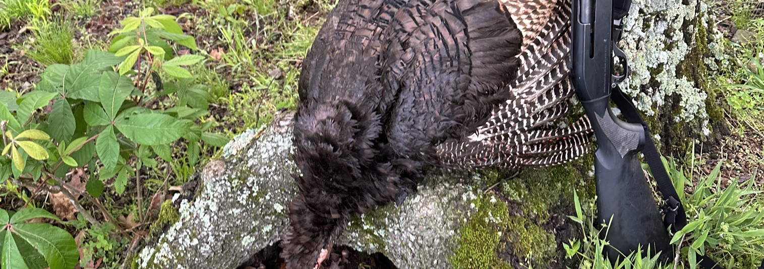 Bagged turkey with shotgun leaning on tree